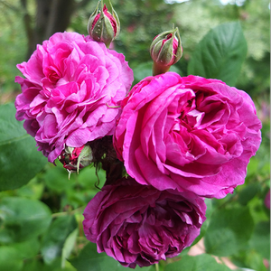 Violet închis - trandafir perpetual hibrid